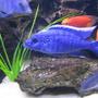 freshwater fish - sciaenochromis ahli - electric blue cichlid stocking in 225 gallons tank - Ahli