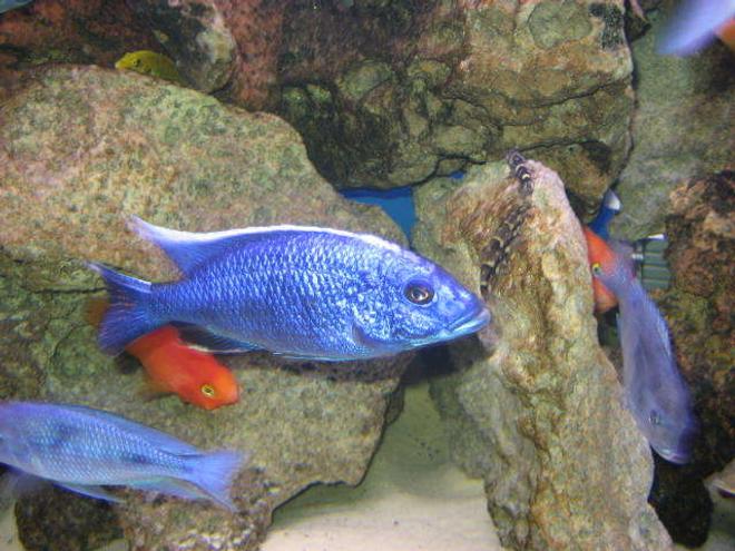 freshwater fish - sciaenochromis ahli - electric blue cichlid stocking in 225 gallons tank - Ahli 2