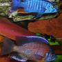 freshwater fish - sciaenochromis fryeri - electric blue hap stocking in 95 gallons tank - Sciaenochromis fryeri is on top and Copadichromis borleyi (Kadango)is below Both are proud fathers of many fry...