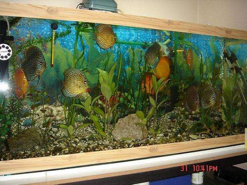 Rated #136: 50 Gallons Planted Tank - my discus tank