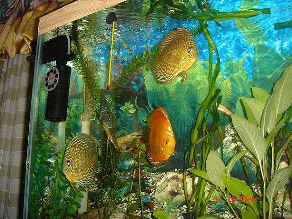 freshwater fish - symphysodon sp. - red leopard discus stocking in 50 gallons tank - A group of my discus fishes