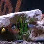 freshwater fish - labidochromis caeruleus - electric yellow cichlid stocking in 75 gallons tank - Assorted African Cichlids.