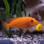 freshwater fish - pseudotropheus estherae - red zebra cichlid stocking in 75 gallons tank - Red Zebra & Yellow Lab