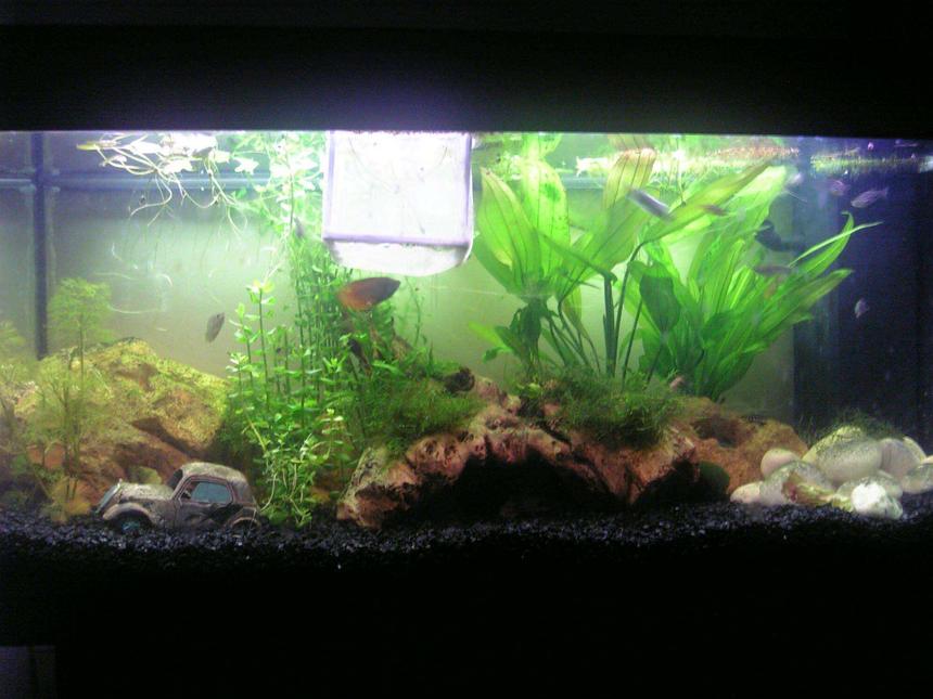 Rated #219: 35 Gallons Freshwater Fish Tank - my tank