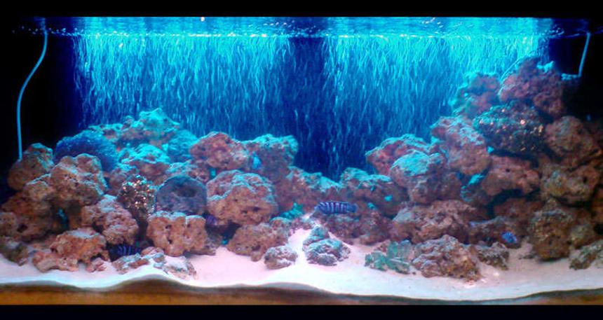 Rated #66: Freshwater Fish Tank - Front View