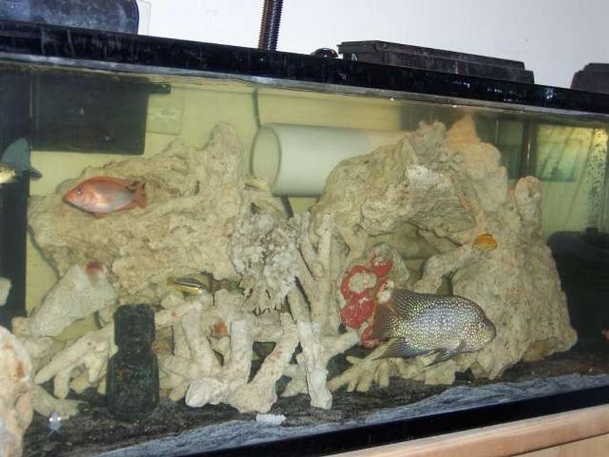 Rated #463: 60 Gallons Freshwater Fish Tank - MY BABIES, PLEASE BE NICE