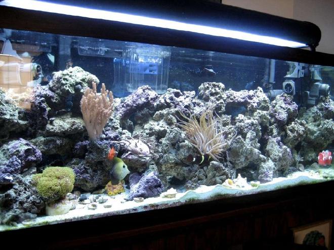 75 gallons saltwater fish tank (mostly fish, little/no live coral) - I love this hobby.