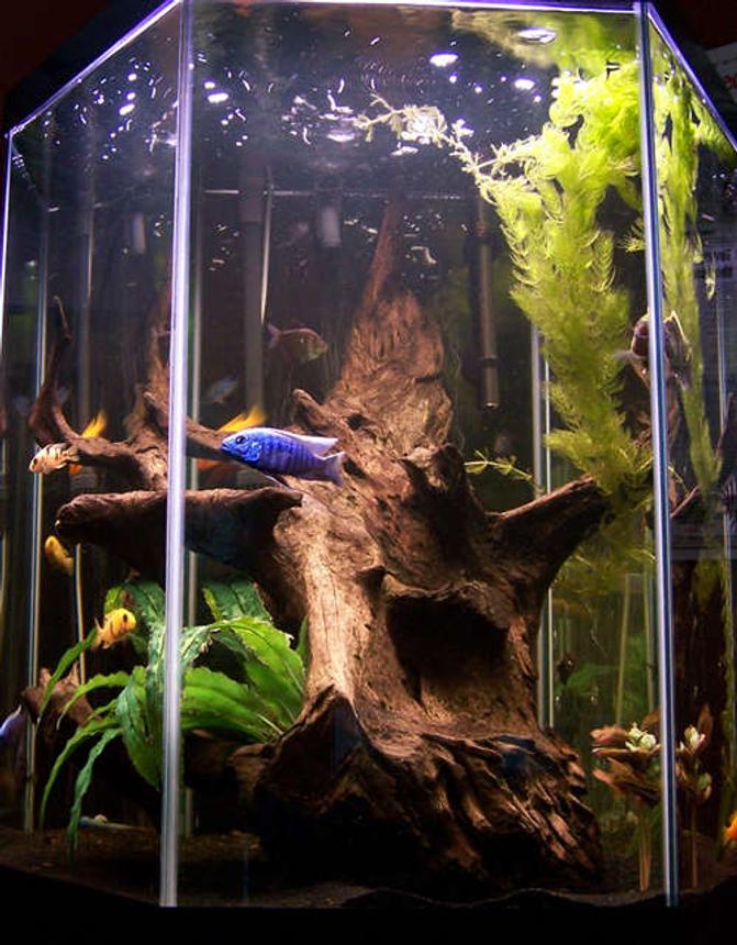 60 gallons freshwater fish tank (mostly fish and non-living decorations) - I tried to keep the tank as natural looking as possible. It is really hard to take a good picture of a hexagon tank.