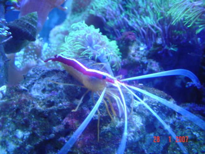 corals inverts - lysmata amboinensis - scarlet skunk cleaner shrimp stocking in 110 gallons tank - cleaner shrimp