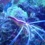 corals inverts - lysmata amboinensis - scarlet skunk cleaner shrimp stocking in 110 gallons tank - cleaner shrimp