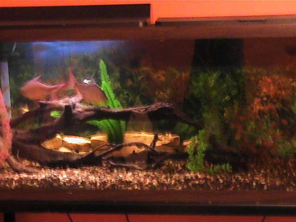 55 gallons freshwater fish tank (mostly fish and non-living decorations) - 55 gallon tank with six tin foil barbs.