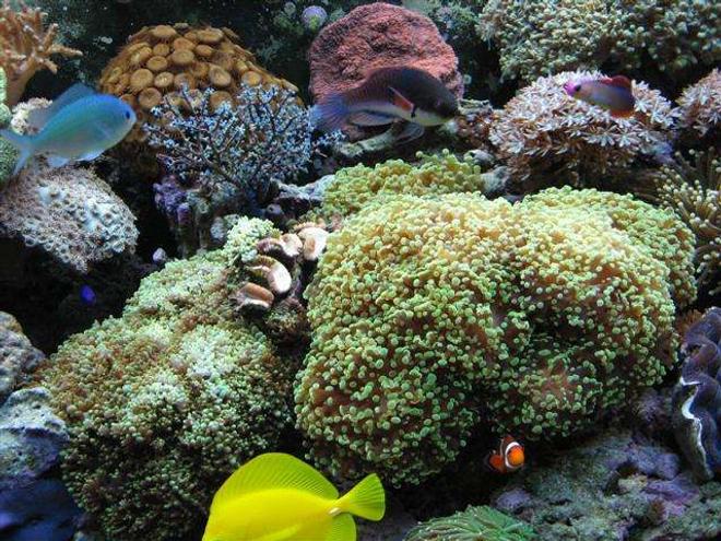 corals inverts - galaxea spp. - tooth coral stocking in 90 gallons tank - Middle portion of tank.