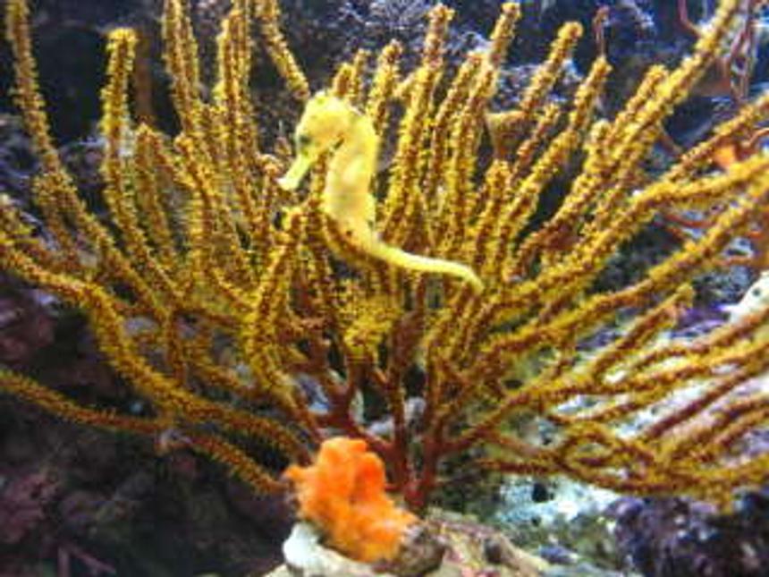 Rated #39: Corals Inverts - Pterogorgia Citrina - Green Lace Gorgonian Stocking In 125 Gallons Tank - This is my Yellow Reidi Seahorse in her favorite Gargonian with sponge.