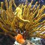 corals inverts - pterogorgia citrina - green lace gorgonian stocking in 125 gallons tank - This is my Yellow Reidi Seahorse in her favorite Gargonian with sponge.