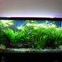 55 gallons planted tank (mostly live plants and fish) - Full View.