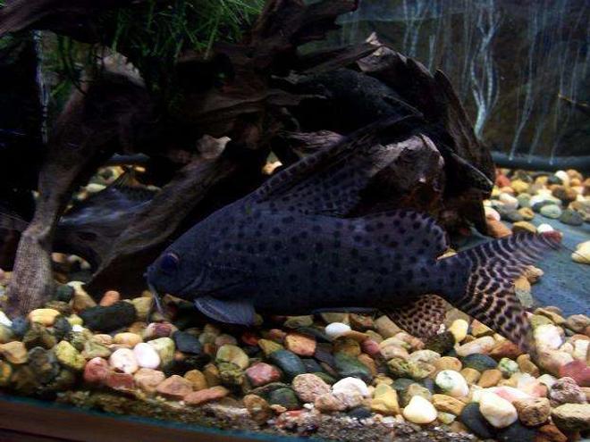 freshwater fish - synodontis eupterus - synodontis eupterus catfish stocking in 50 gallons tank - cytradonitus ( I've had him for 3 years )
