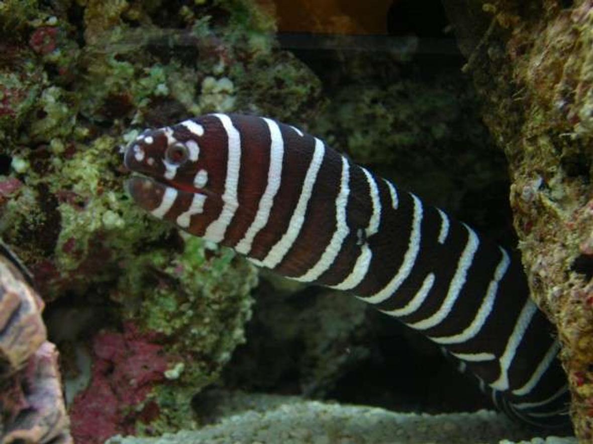 saltwater fish - gymnomuraena zebra - zebra moray eel stocking in 200 gallons tank - My ZEBRA EEL at 40cm