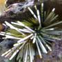 corals inverts - echinothrix calamari - longspine urchin, banded stocking in 132 gallons tank - my aquarium4