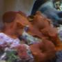corals inverts - actinodiscus sp. - red mushroom stocking in 132 gallons tank - my aquarium6
