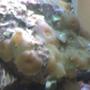 corals inverts - actinodiscus sp. - green striped mushroom stocking in 132 gallons tank - my aquarium8
