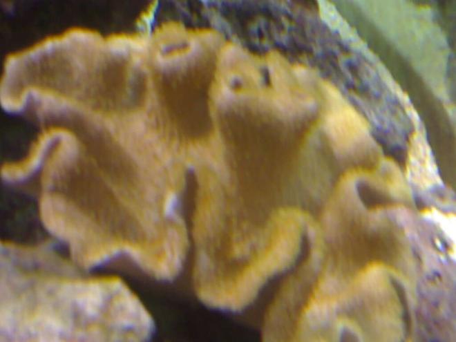 corals inverts - sarcophyton elegans - yellow fiji leather coral stocking in 132 gallons tank - my aquarium9