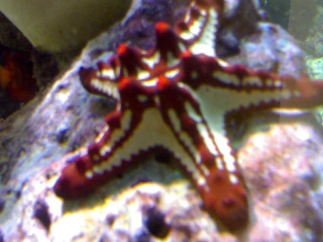 corals inverts - protoreaster linckii - red knob sea star, african stocking in 132 gallons tank - my aquarium10