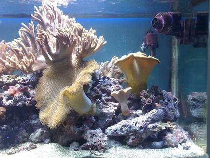 corals inverts - cladiella sp. - cauliflower colt coral stocking in 132 gallons tank - my aquarium13