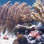 corals inverts - cladiella sp. - cauliflower colt coral stocking in 132 gallons tank - my aquarium14