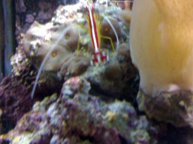 corals inverts - actinodiscus sp. - green striped mushroom stocking in 132 gallons tank - my aquarium17