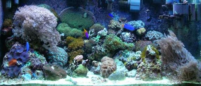 180 gallons reef tank (mostly live coral and fish) - 65gal Reef Tank (LPS, soft corals, several damsels and a royal gramma. Equipment (288watts PC; AquaC protein skimmer, AquaFuge HOB refugium, Phosban Reactor, circulation ~25x, sumpless set up)