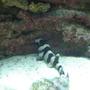 saltwater fish - chiloscyllium punctatum - cat shark, black banded stocking in 75 gallons tank - baby shark born 9/2/07