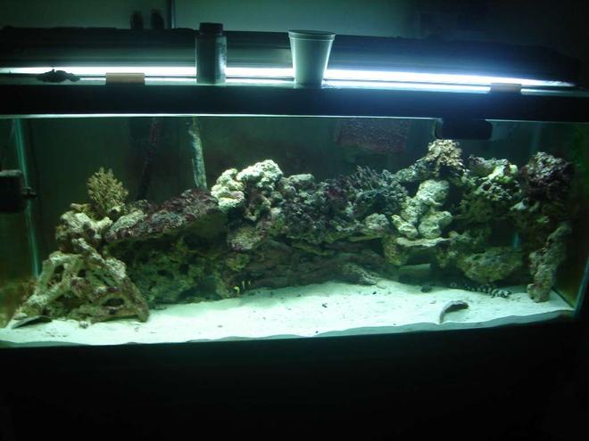 75 gallons saltwater fish tank (mostly fish, little/no live coral) - this is my fish tank after the sharks hatched