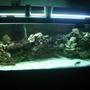 75 gallons saltwater fish tank (mostly fish, little/no live coral) - this is my fish tank after the sharks hatched
