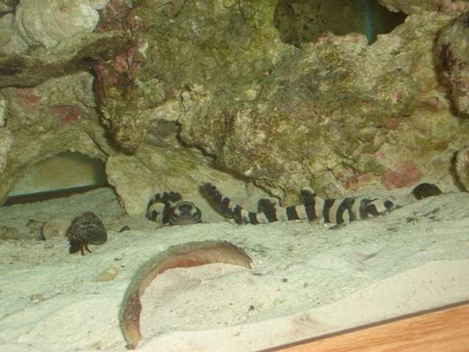 saltwater fish - chiloscyllium punctatum - cat shark, black banded stocking in 75 gallons tank - the two baby sharks together one on left was born 9/1/07 one on right born 9/2/07