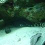 saltwater fish - chiloscyllium punctatum - cat shark, black banded stocking in 75 gallons tank - two baby sharks together