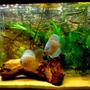 300 gallons freshwater fish tank (mostly fish and non-living decorations) - ud