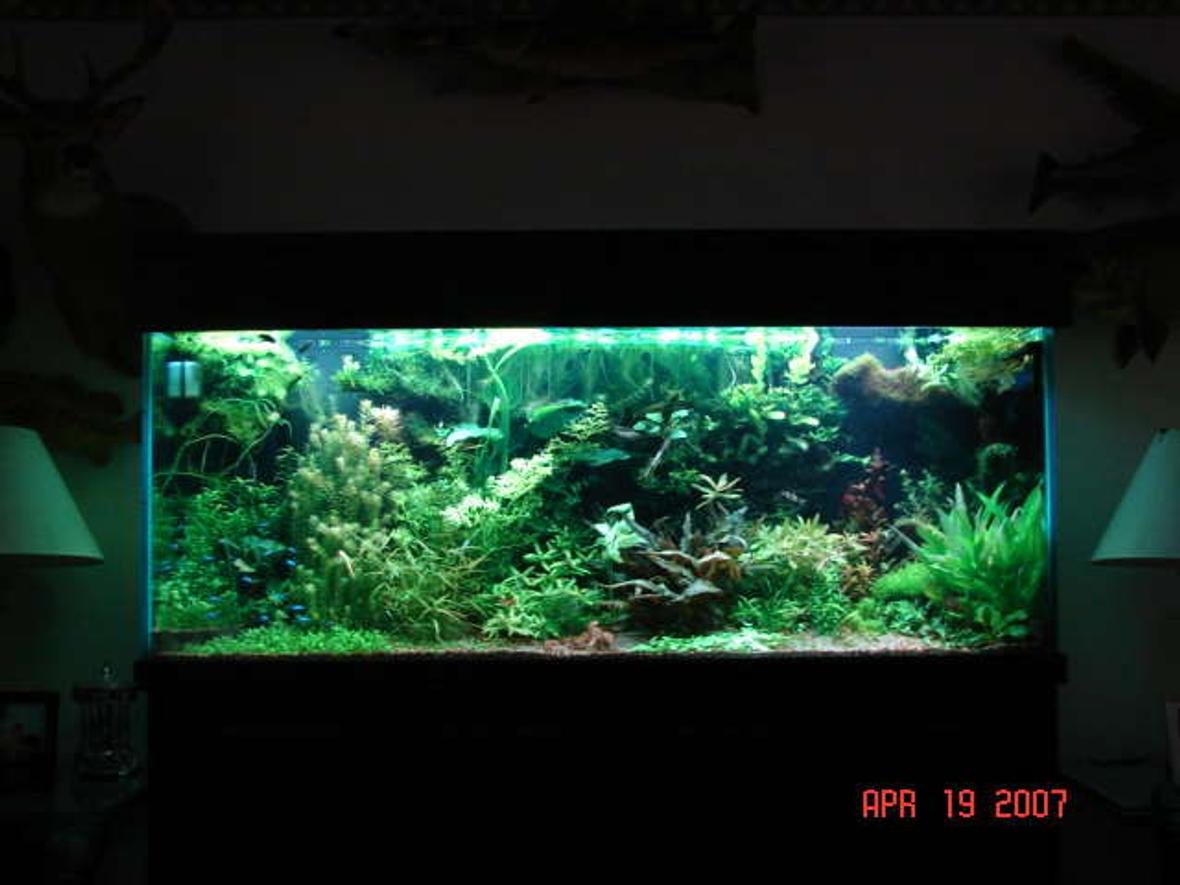 180 gallons planted tank (mostly live plants and fish) - freshwater live plants