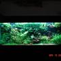 180 gallons planted tank (mostly live plants and fish) - freshwater live plants