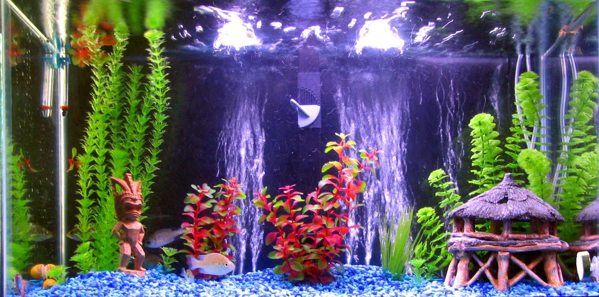 30 gallons freshwater fish tank (mostly fish and non-living decorations) - 30gal Freshwater