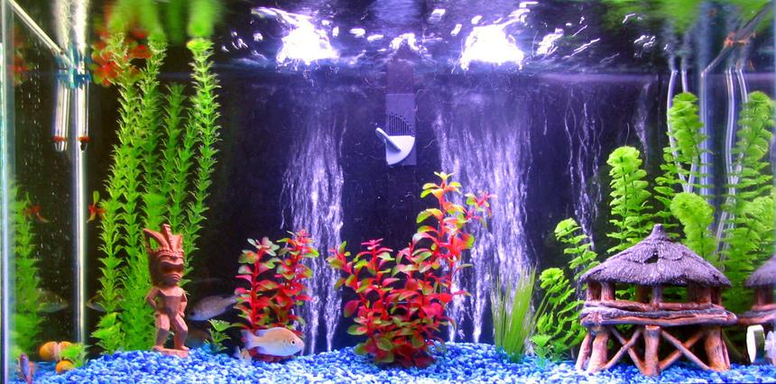 Rated #325: 30 Gallons Freshwater Fish Tank - 30gal Freshwater