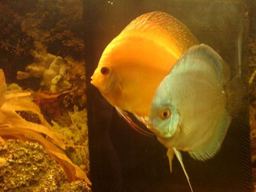 Rated #64: Freshwater Fish - Symphysodon Aequifaciatus Haraldi - Turquoise Blue Discus Stocking In 40 Gallons Tank - Discus Turquoise Blue