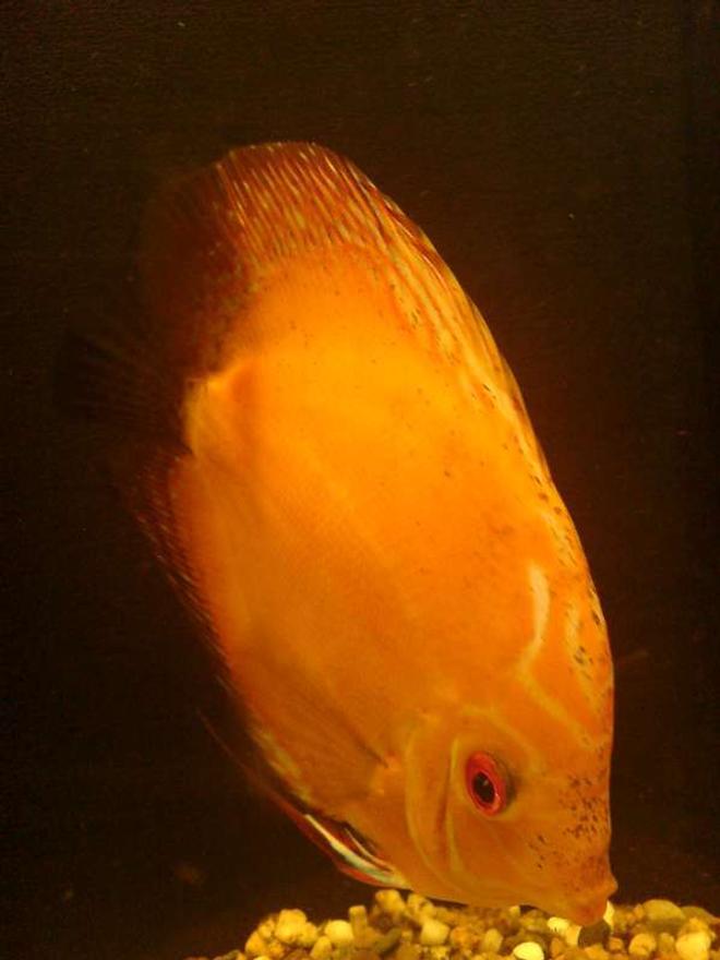 freshwater fish - symphysodon sp. - red marlboro discus stocking in 40 gallons tank - Discus Marlboro Red