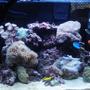 30 gallons reef tank (mostly live coral and fish) - 2 months old