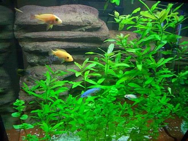 freshwater fish - pseudotropheus estherae - red zebra cichlid stocking in 140 gallons tank - LOVE MY FISH TANK I HOPE YOU LIKE IT TO