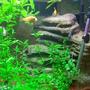 freshwater fish - pseudotropheus estherae - red zebra cichlid stocking in 140 gallons tank - LOVE MY FISH TANK I HOPE YOU LIKE IT TO