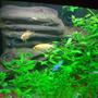 freshwater fish - pseudotropheus estherae - red zebra cichlid stocking in 140 gallons tank - LOVE MY FISH TANK I HOPE YOU LIKE IT TO