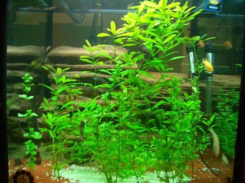 Rated #436: 140 Gallons Freshwater Fish Tank - LOVE MY FISH TANK I HOPE YOU LIKE IT TO