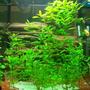 140 gallons freshwater fish tank (mostly fish and non-living decorations) - LOVE MY FISH TANK I HOPE YOU LIKE IT TO