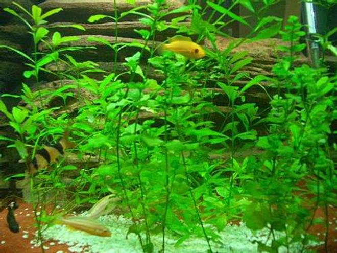 freshwater fish - botia macracantha - clown loach stocking in 140 gallons tank - LOVE MY FISH TANK I HOPE YOU LIKE IT TO