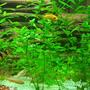 freshwater fish - botia macracantha - clown loach stocking in 140 gallons tank - LOVE MY FISH TANK I HOPE YOU LIKE IT TO